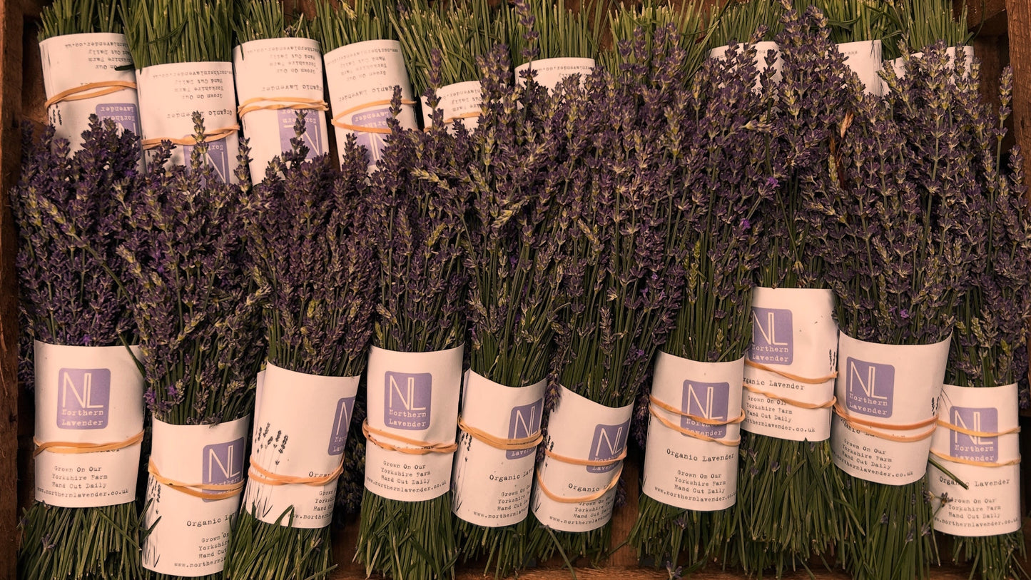 Fresh Lavender