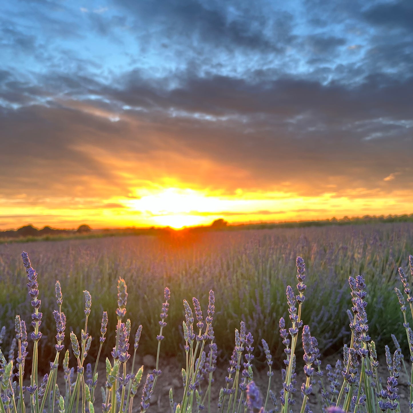 Fresh Lavender