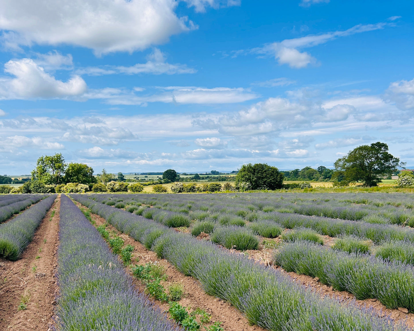 Fresh Lavender