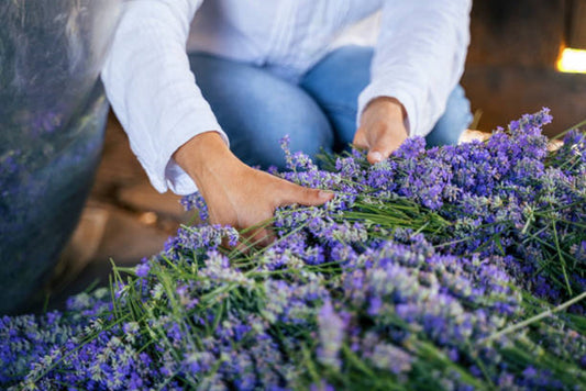 The Beauty and Benefits of Lavender Farming in Northern England