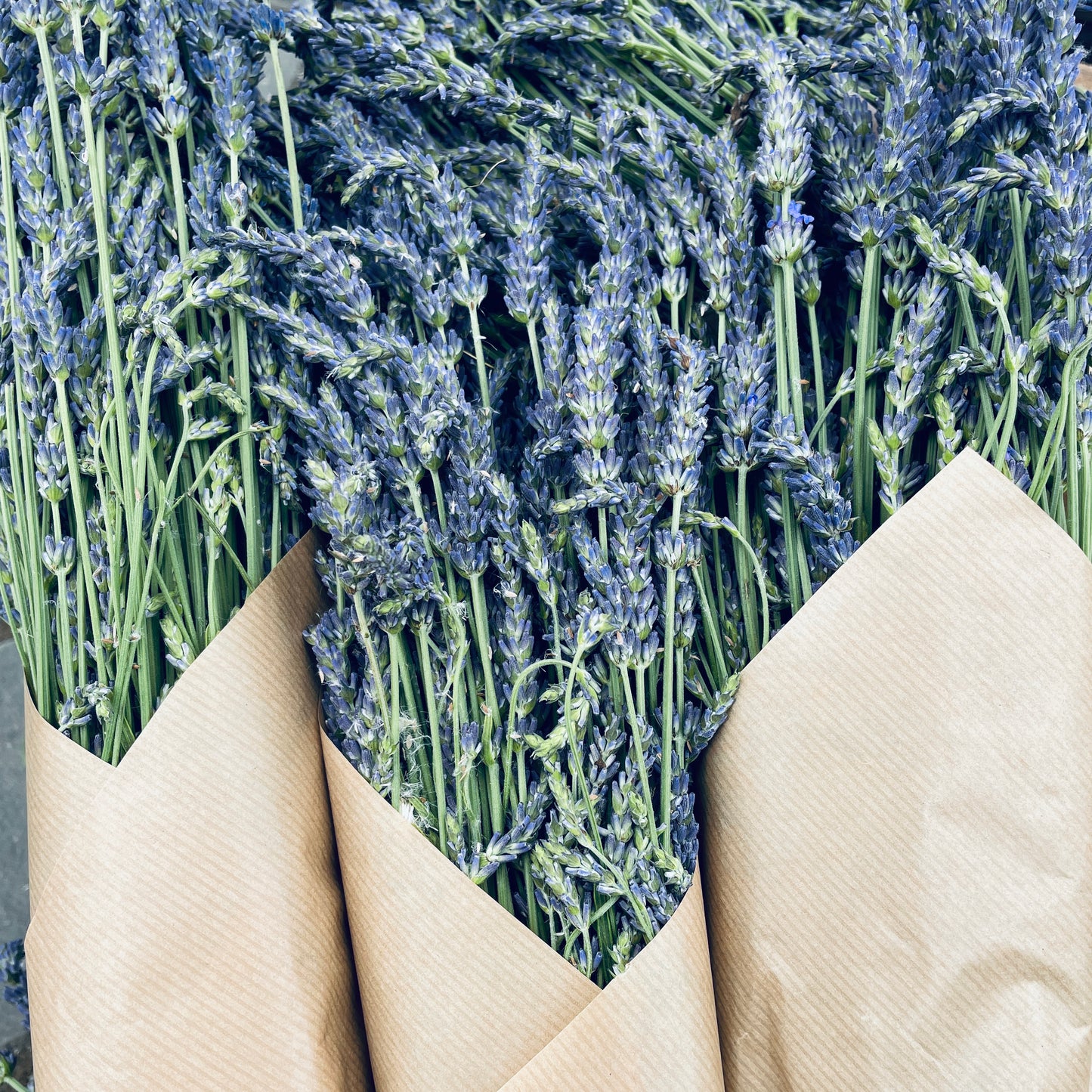 fresh lavender bunch