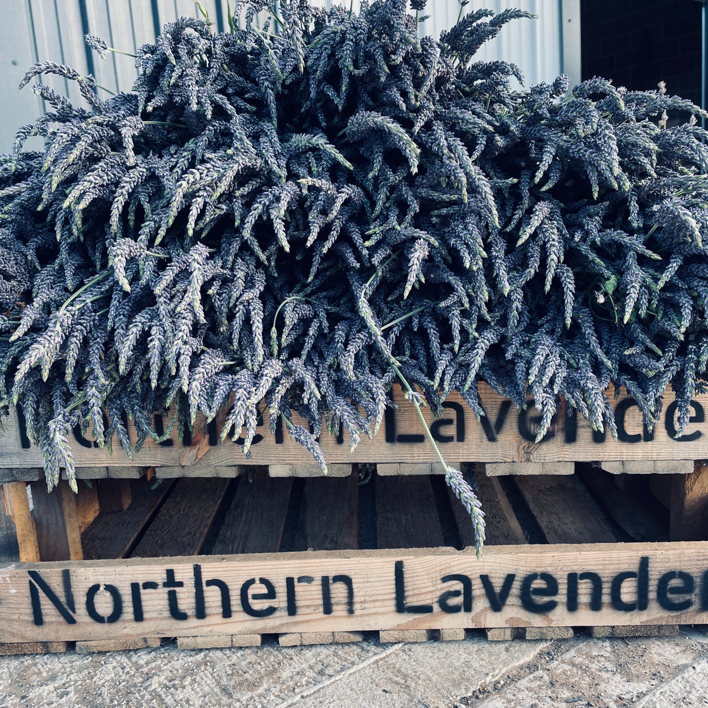 fresh lavender bunch